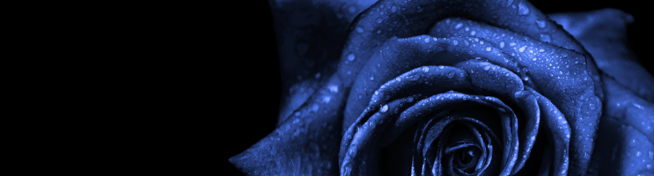 Close-up of a blue rose with water droplets on the petals against a black background. The image conveys a sense of elegance and mystery.